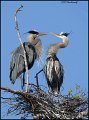 _1SB0279 great-blue herons on nest